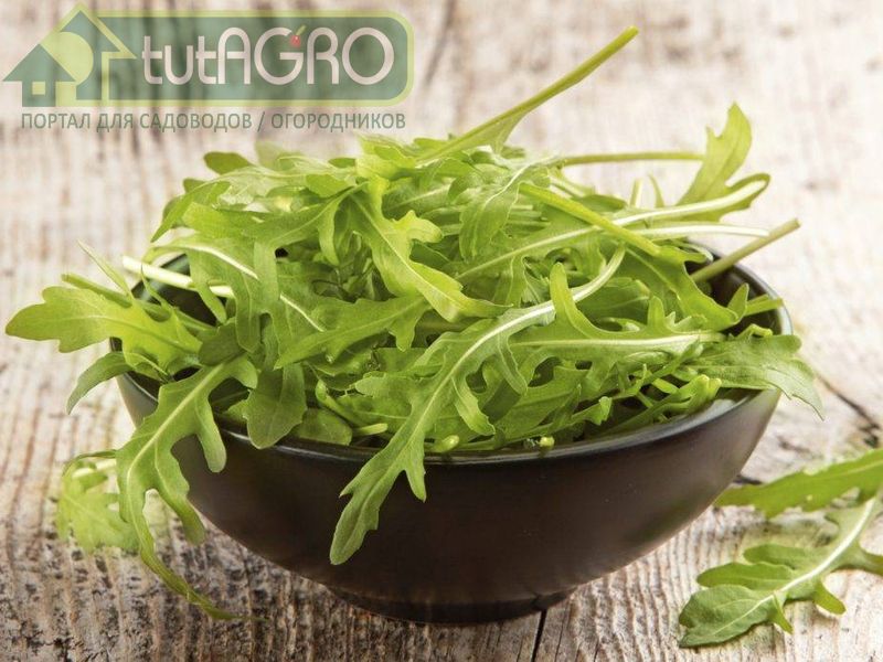 Руккола содержит много ценных компонентов - AGROzen