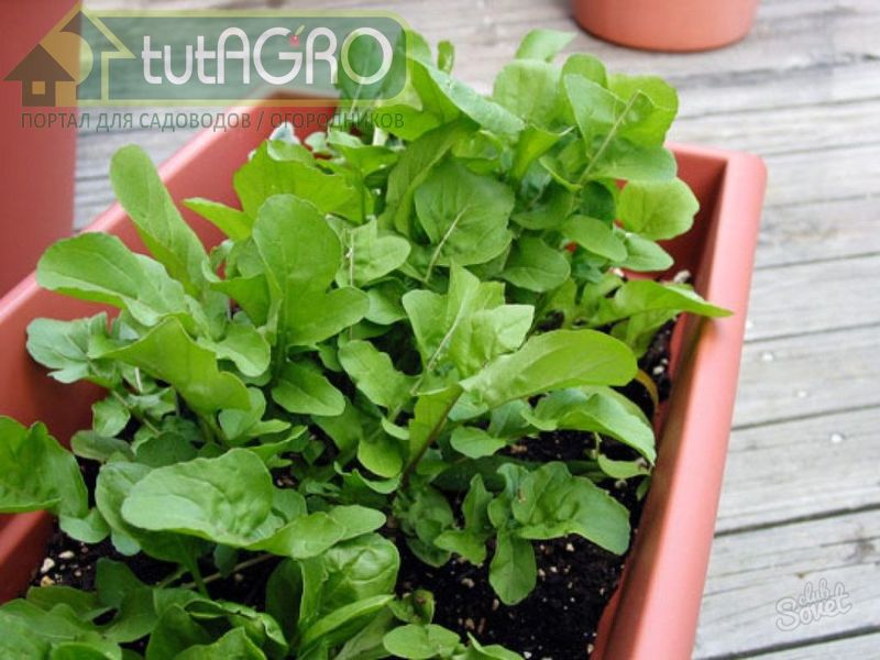 У рукколы неглубокая корневая система - AGROzen