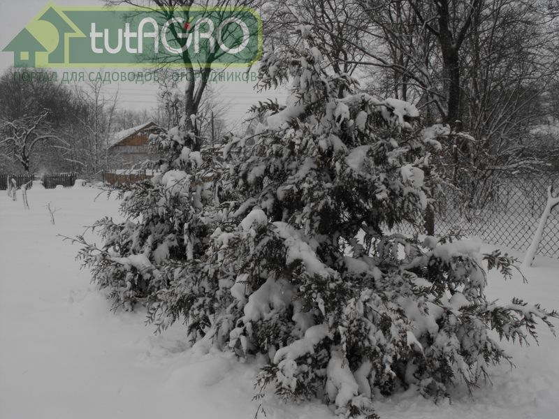 Мороз снежком укутывал - AGROzen