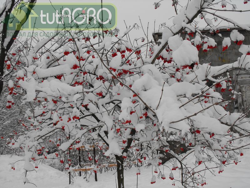 Ревизия зимнего сада - AGROzen