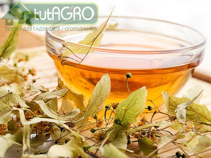 Липа спасет от гриппа - AGROzen