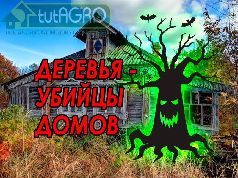 Что за деревья - убийцы домов? - AGROzen