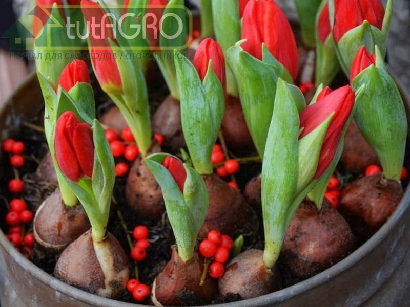 Цветы к праздникам - AGROzen