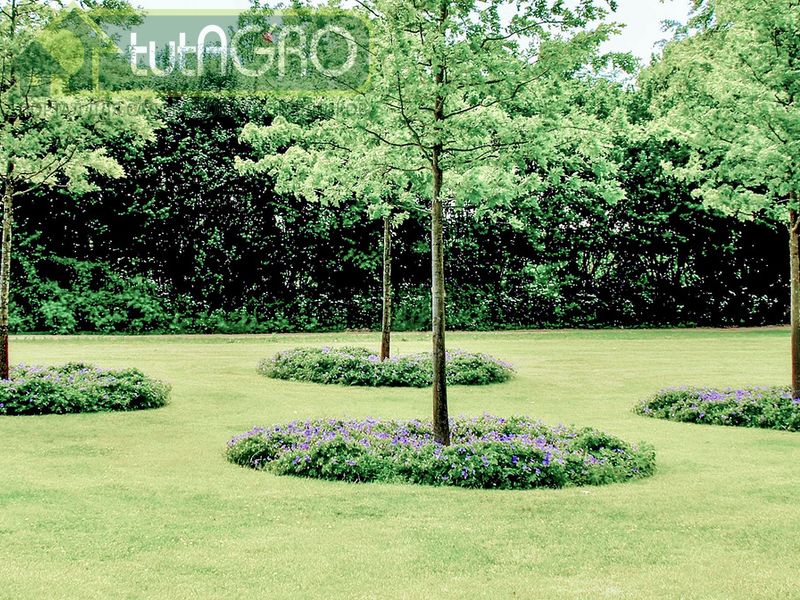 Живая мульча - AGROzen