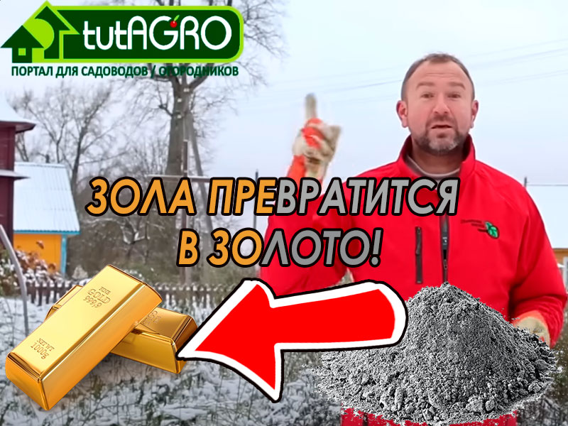 Что из отходов можно бросить в печку, чтобы зола стала гораздо более ценным удобрением? Вы удивитесь, но даже такие простые отходы как очистки картофеля (калий), скорлупа (кальций) и кости (фосфор) могут превратить древесную золу в настоящее золото! А что про краску на досках? Подробности смотрите в этом видео. Отходы - улучшители золы как удобрения