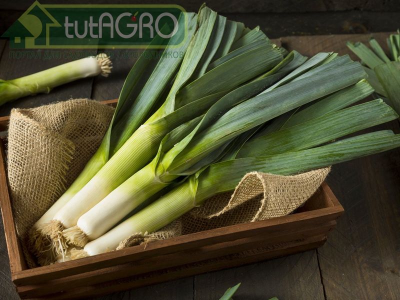 Лук-порей: от посадки до урожая - AGROzen