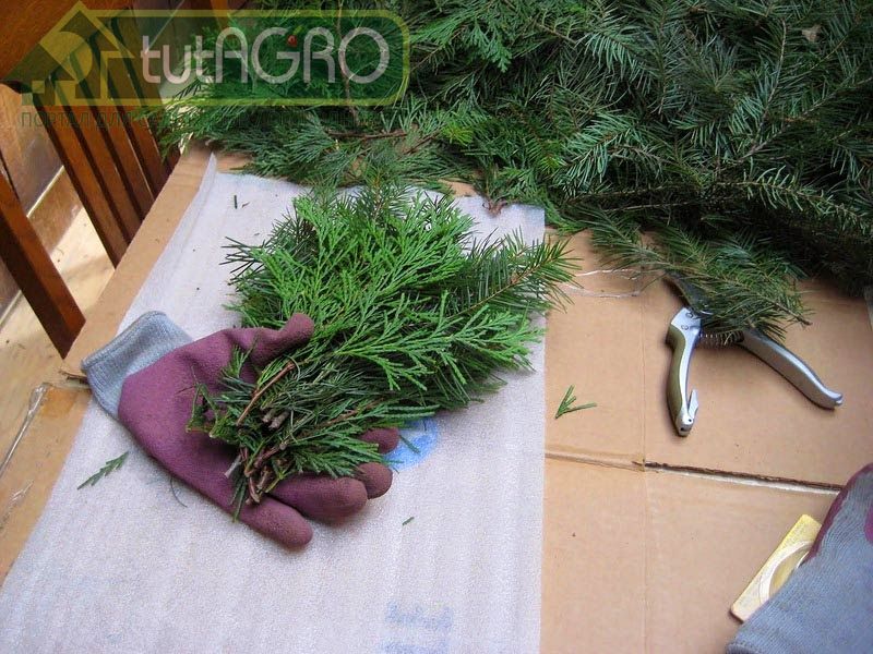 Теперь можно приступить к «прививке» - AGROzen