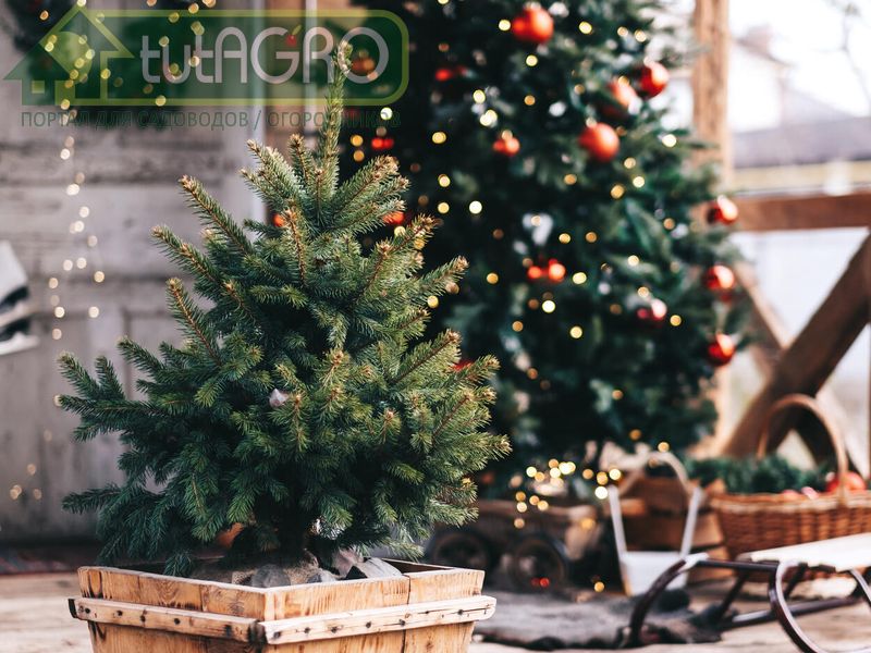Красивая елка своими руками - AGROzen
