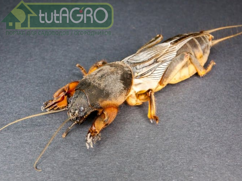 Любопытно о медведке - AGROzen