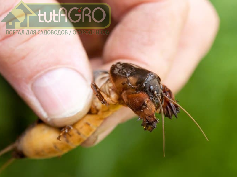 Интересные факты о медведках - AGROzen