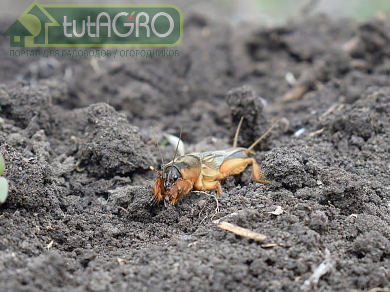 Юная медведка почти такая же, как взрослая, только маленькая. Такой процесс взросления у насекомых называется неполным превращением - AGROzen