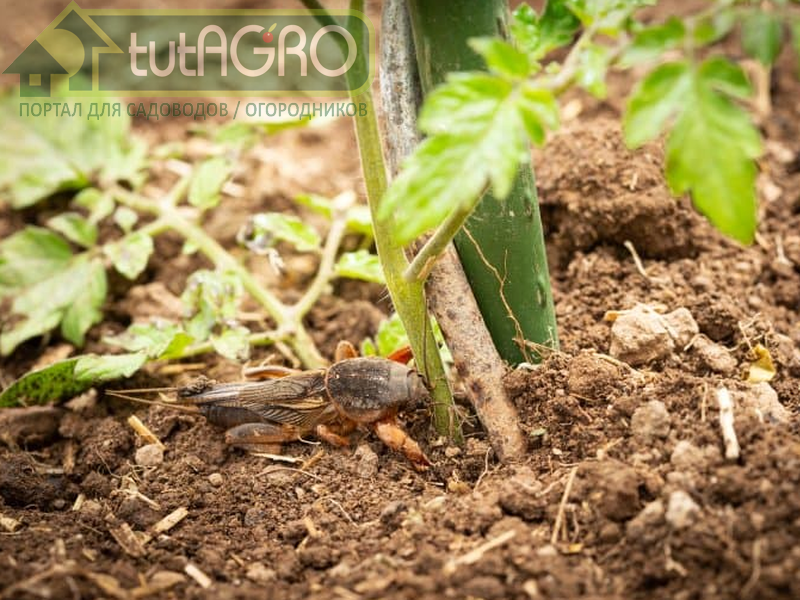 При этом, медведка, как и крот, приносит пользу - AGROzen