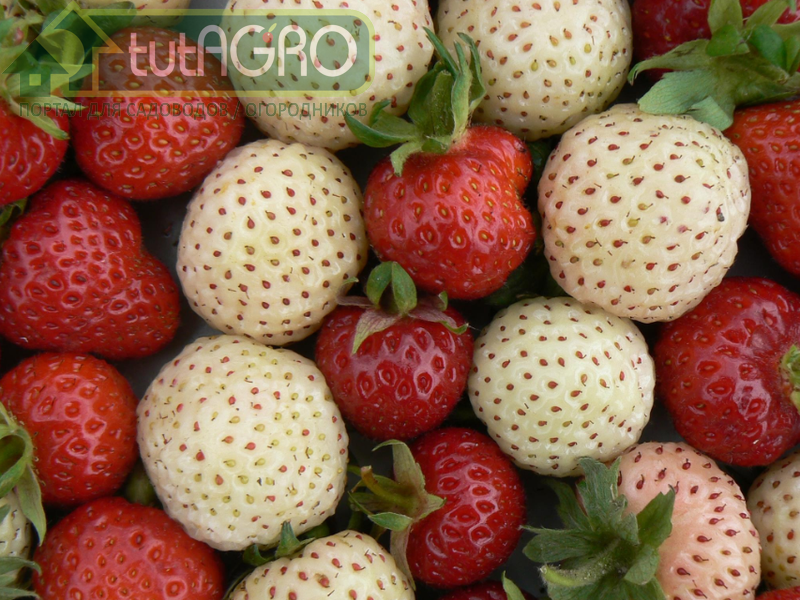 Какая рассада клубники лучше? - AGROzen