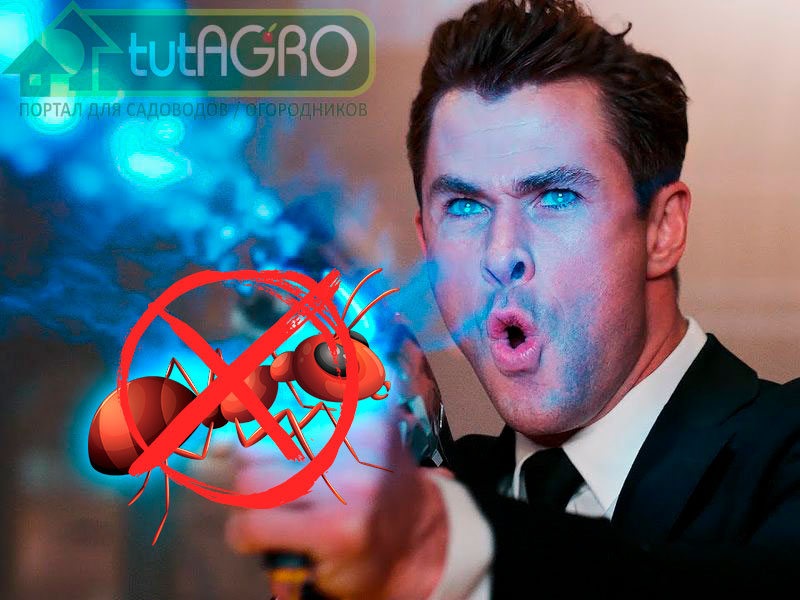 Как победить насекомых смекалкой и диатомитом - AGROzen