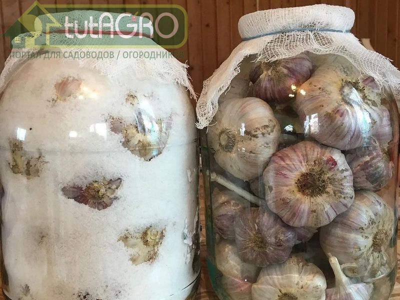 Некоторые засыпают чеснок в банке солью - AGROzen