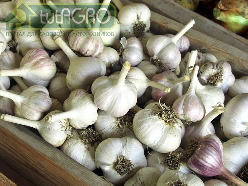 лишком ранняя выкопка чеснока плохо влияет на его сохранность - AGROzen
