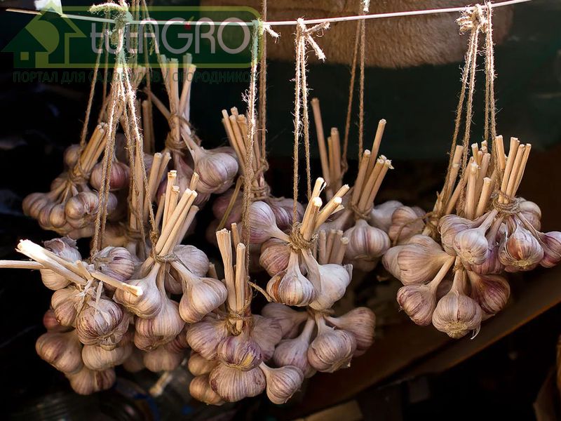 Как сохранить чеснок до нового урожая - AGROzen