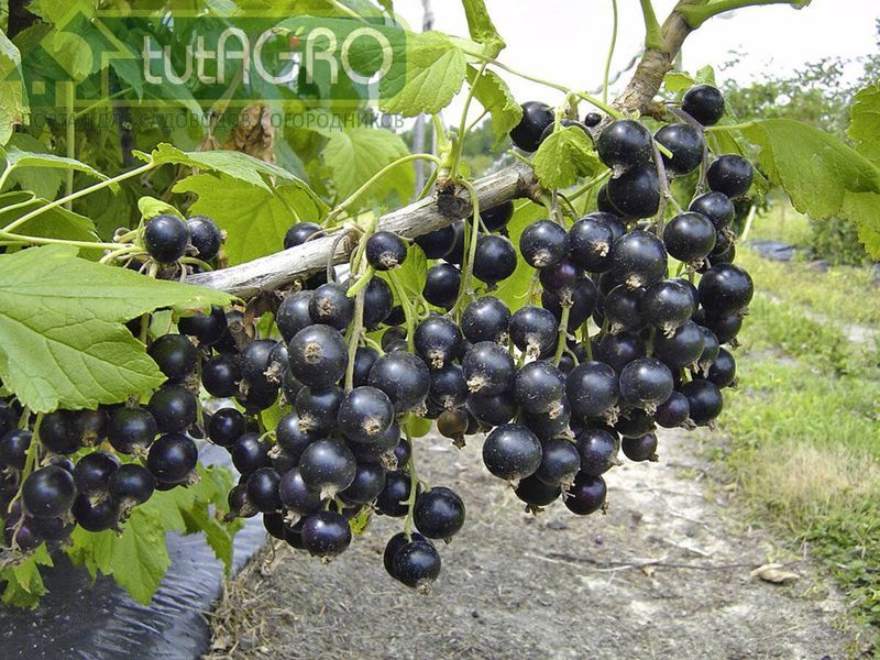 Дело в сорте - AGROzen