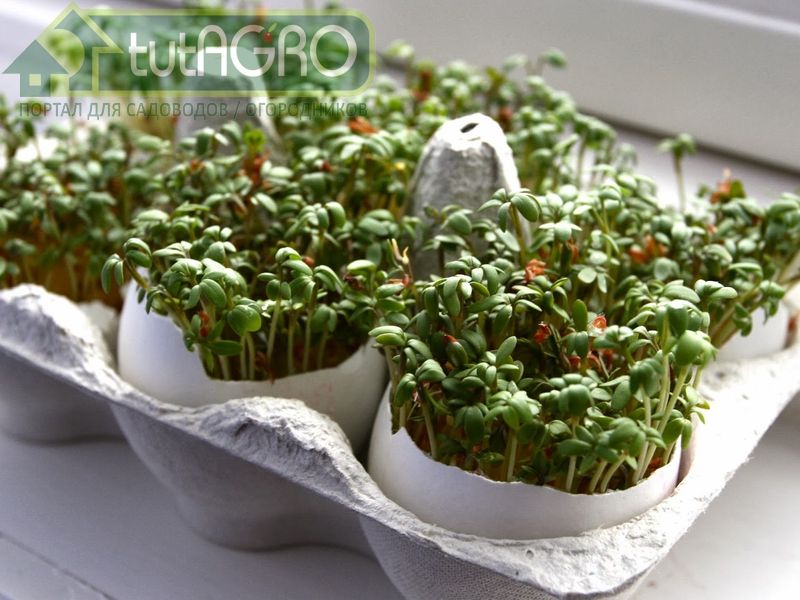 Микрозелень можно легко вырастить дома - AGROzen