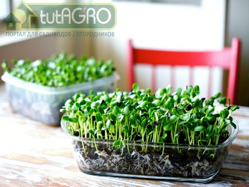 Все, что нужно, — вода, воздух и немного света - AGROzen