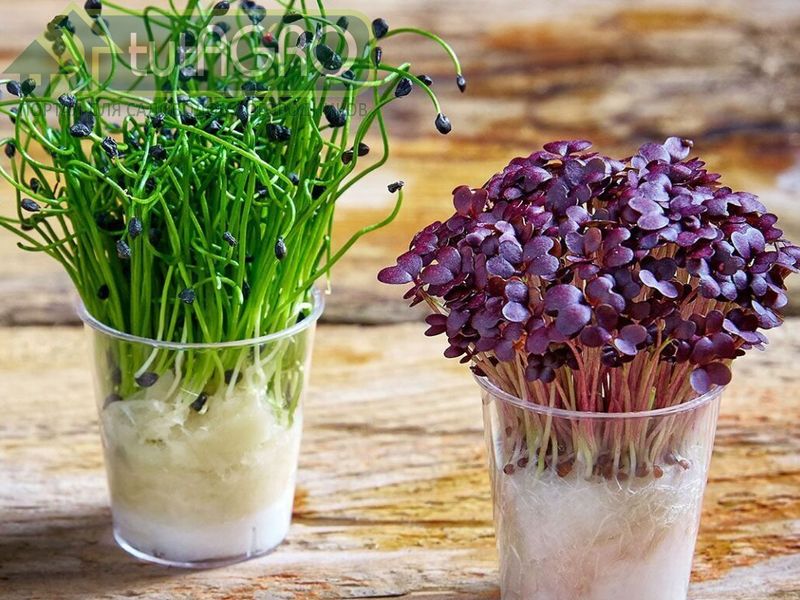 Микрозелень с макропотенциалом. Как просто вырастить зелень дома - AGROzen