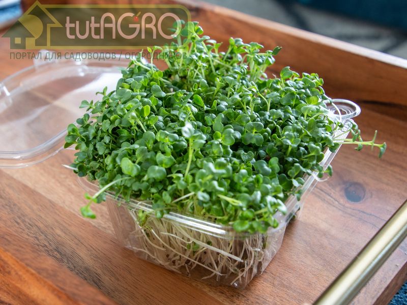 Самый простой способ получить сочную зелень дома - AGROzen