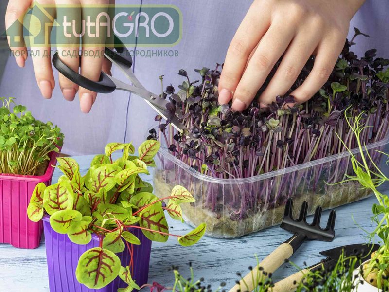 Вместо бутылки можно использовать любые пластиковые контейнеры - AGROzen