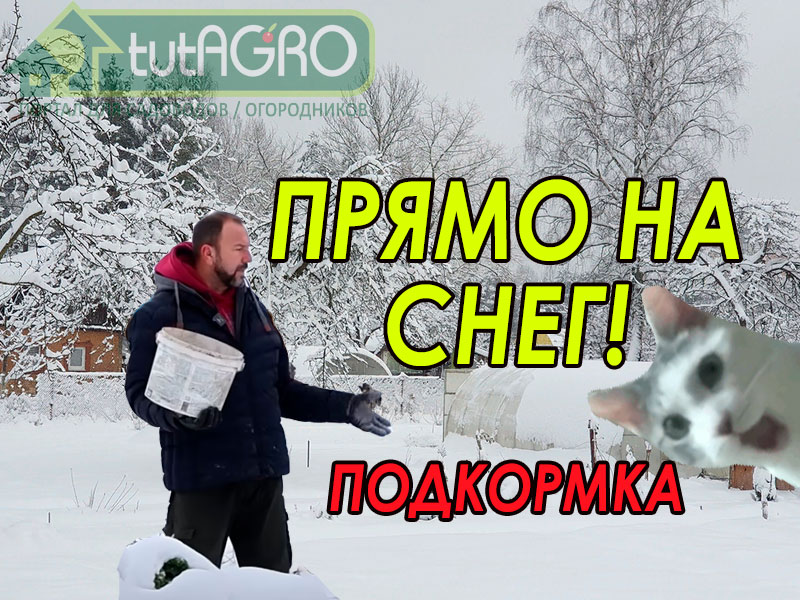 О нюансах использования золы как удобрения смотрите в этом видео. Самая первая подкормка - по снегу!