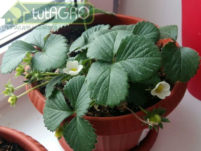 Землянику можно не сеять