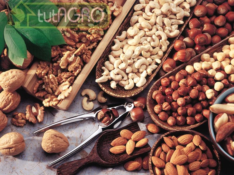 Орехи - плоды силы и здоровья