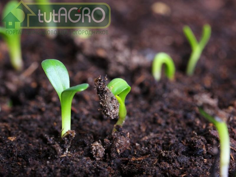 Проведите тест на всхожесть. Как легко проверить семена - AGROzen