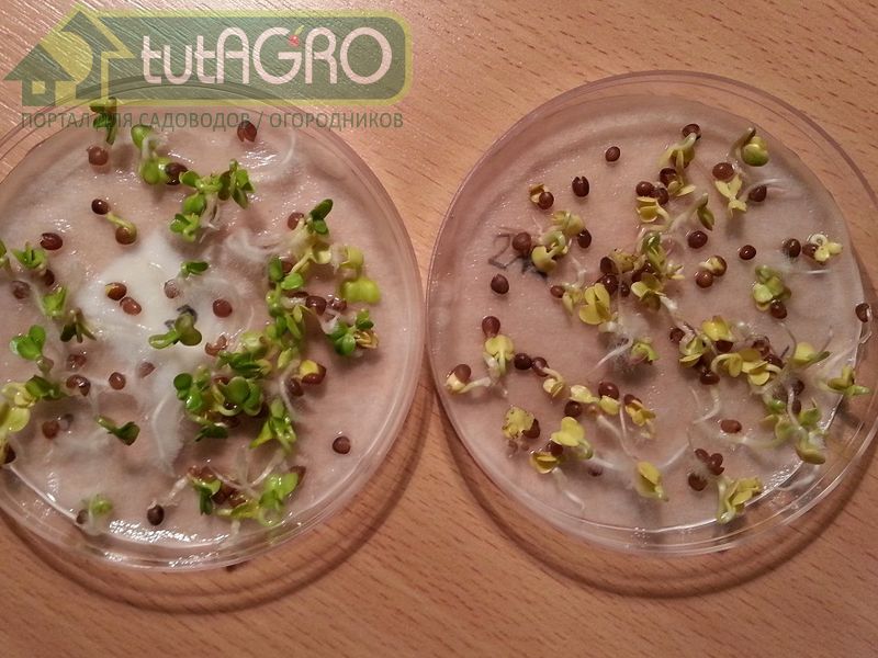 Семена не хранятся вечно, способность к прорастанию со временем снижается - AGROzen