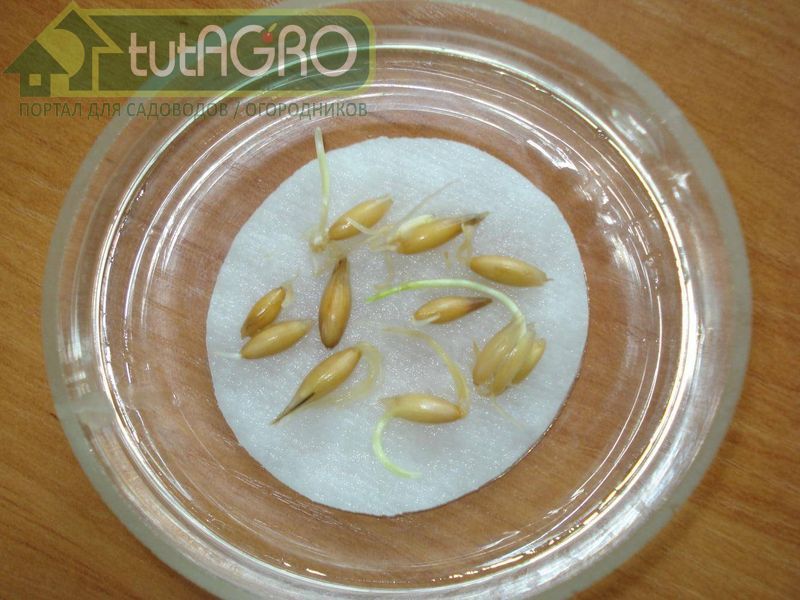 Тест на всхожесть проводится в небольшой миске или на тарелке - AGROzen