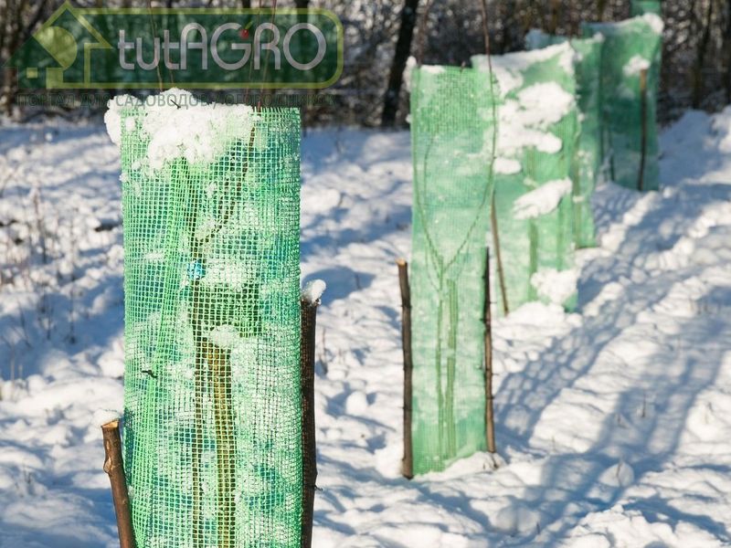 В морозную погоду побелить деревья никак не получится - AGROzen