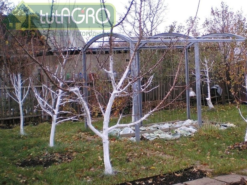 Если наступила оттепель, дневная температура превышает 5-7 ℃, не теряйте времени зря - белите - AGROzen