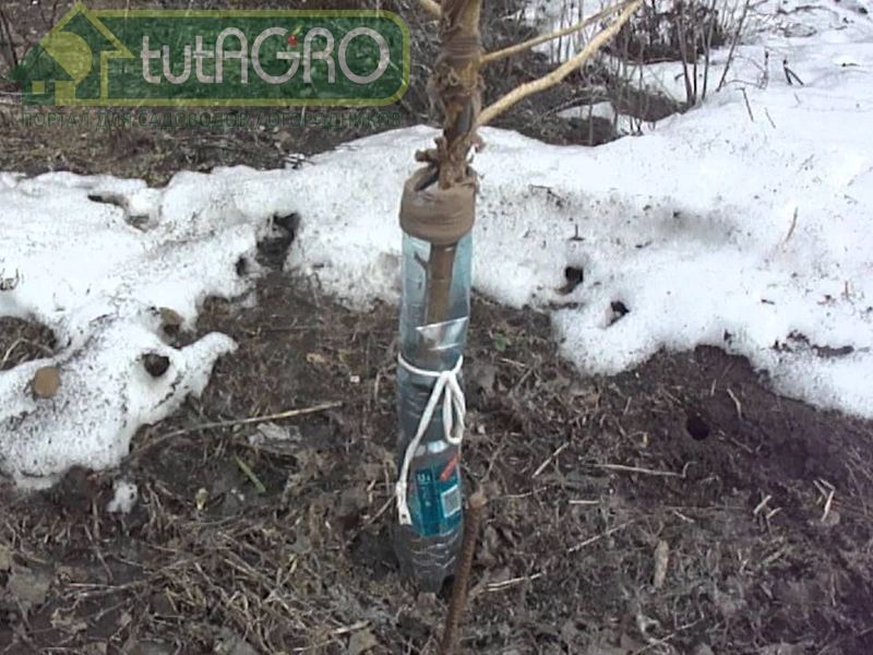 Воздушная прослойка внутри этой «колбы» защитит саженец от мороза - AGROzen
