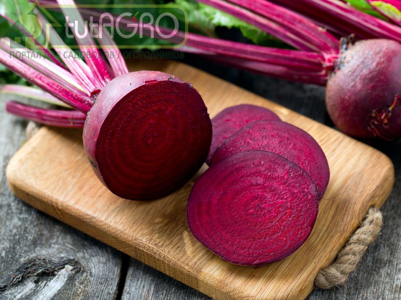 Наша свекла - самая вкусная! - AGROzen