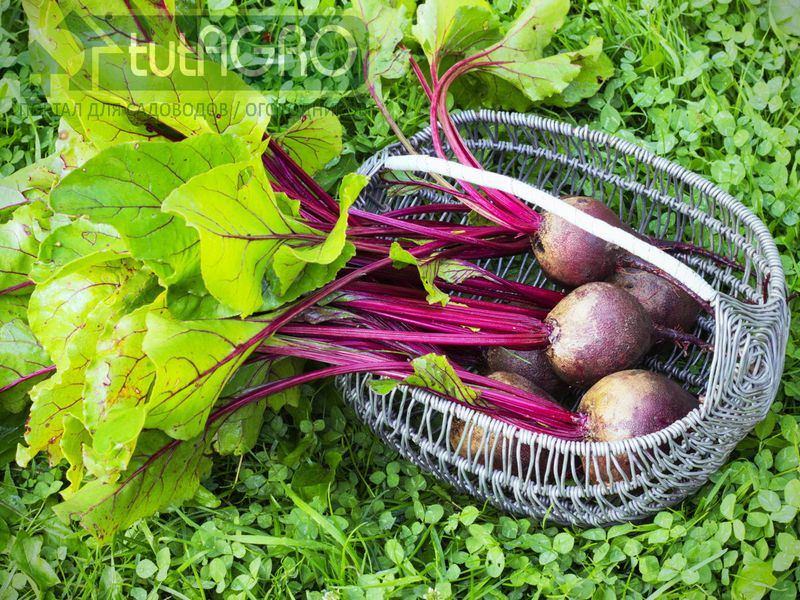 Из свеклы можно приготовить большое количество разнообразных вкусных и полезных блюд Из свеклы можно приготовить большое количество разнообразных вкусных и полезных блюд - AGROzen
