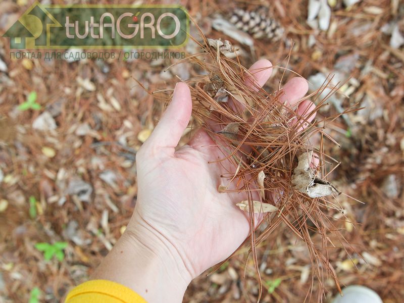 Считается, что хвоя и шишки сильно закисляют почву - AGROzen