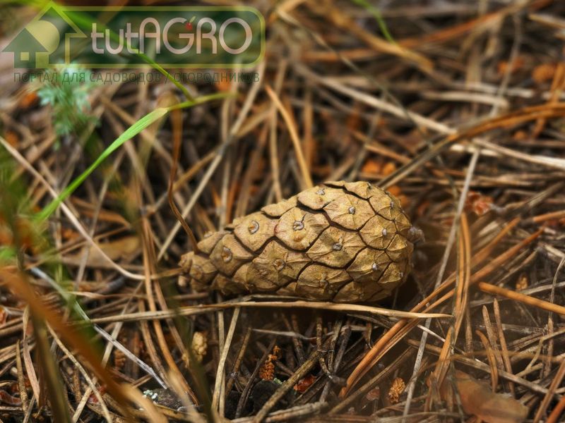 Шишки да иголки - AGROzen