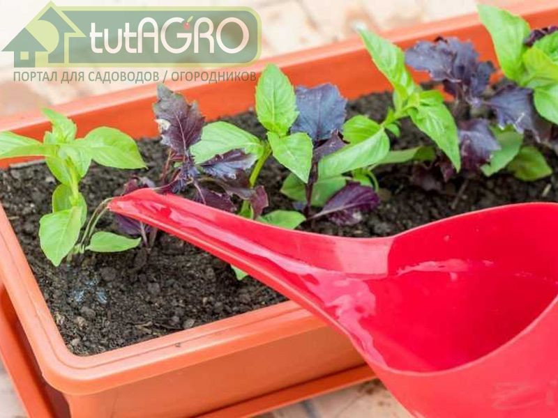 Разнообразие сортов базилика поражает воображение - AGROzen