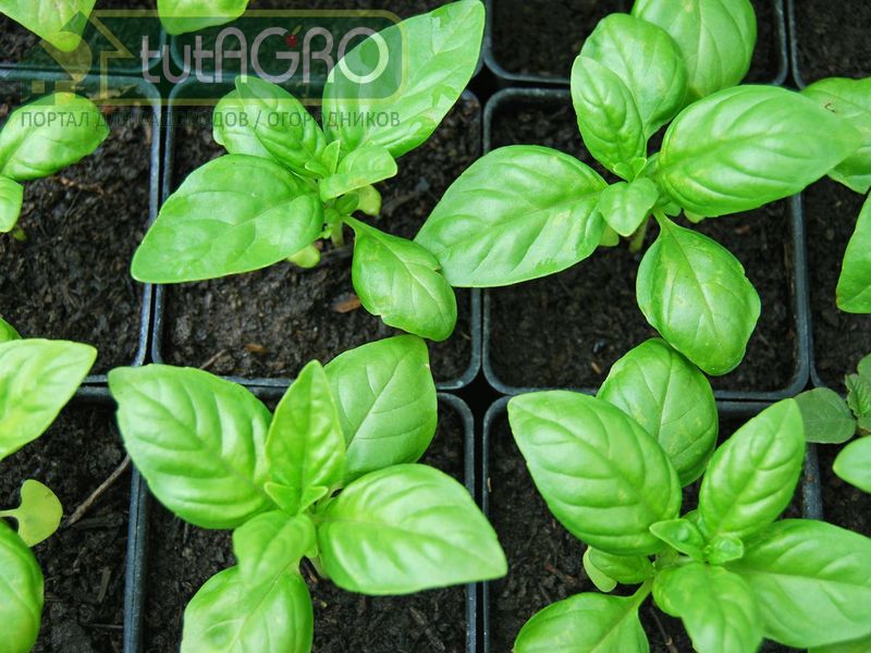Сейте базилик правильно! - AGROzen