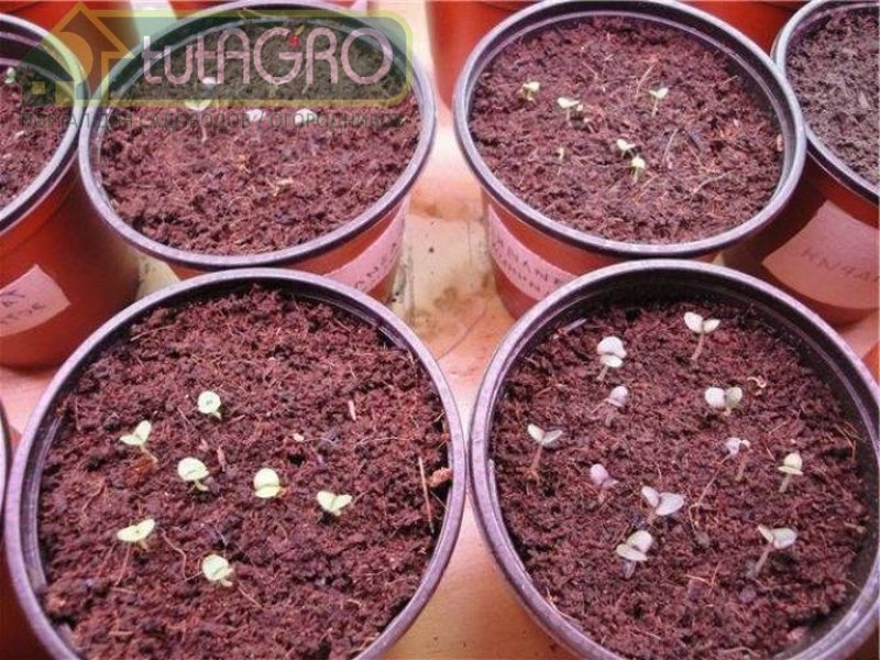 Базилик можно выращивать даже в гидропонных системах - AGROzen