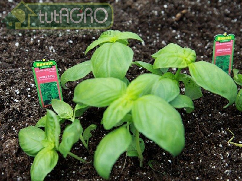 Сеять базилик можно уже с января - AGROzen