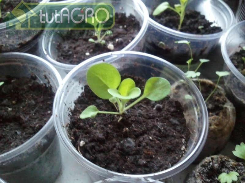 После посева семян пеларгонии посыпьте почву мелким кварцевым песочком - AGROzen