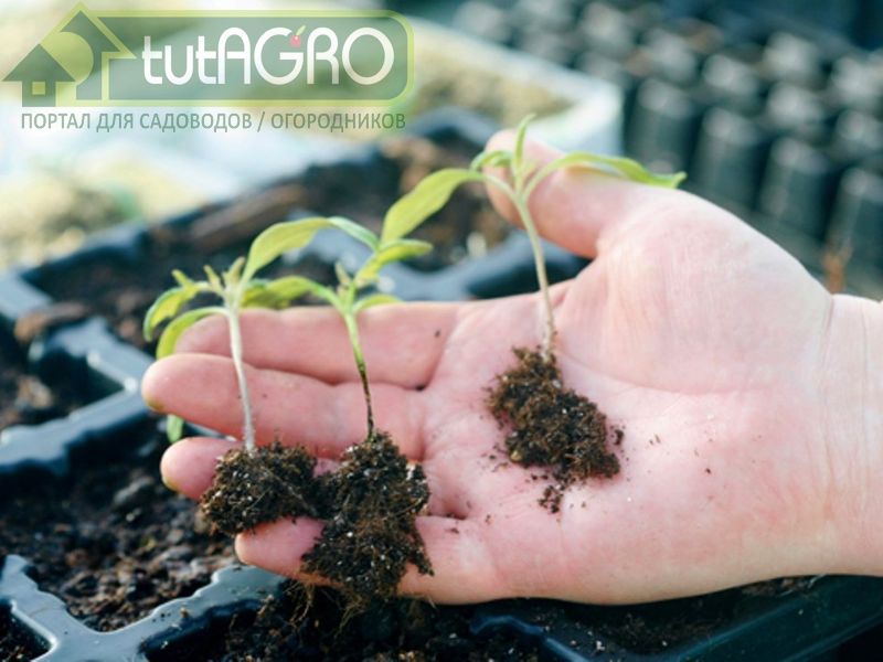 Надо правильно провести процедуру проращивания семян - AGROzen