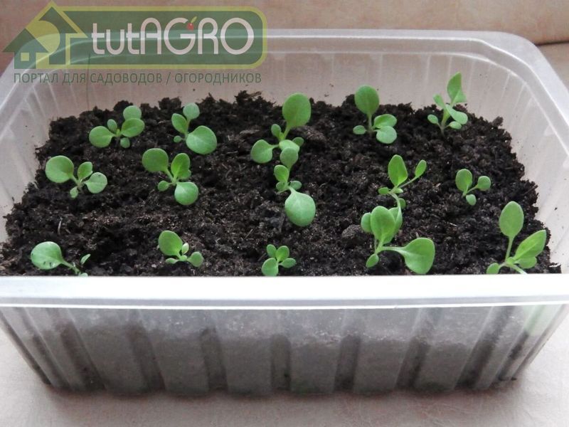 Сеянцы без черной ножки - AGROzen