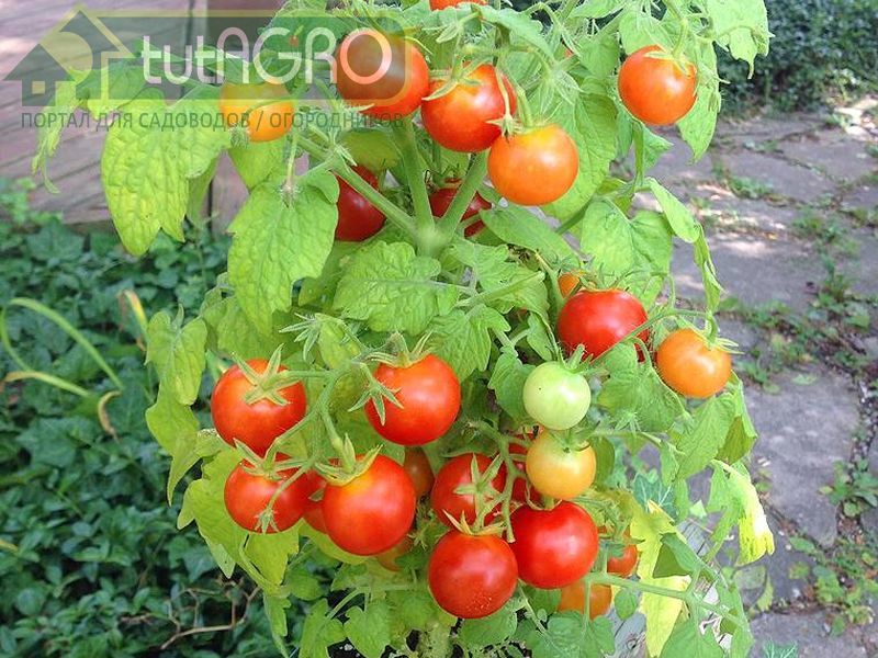 Гномы - посадил и забыл - AGROzen