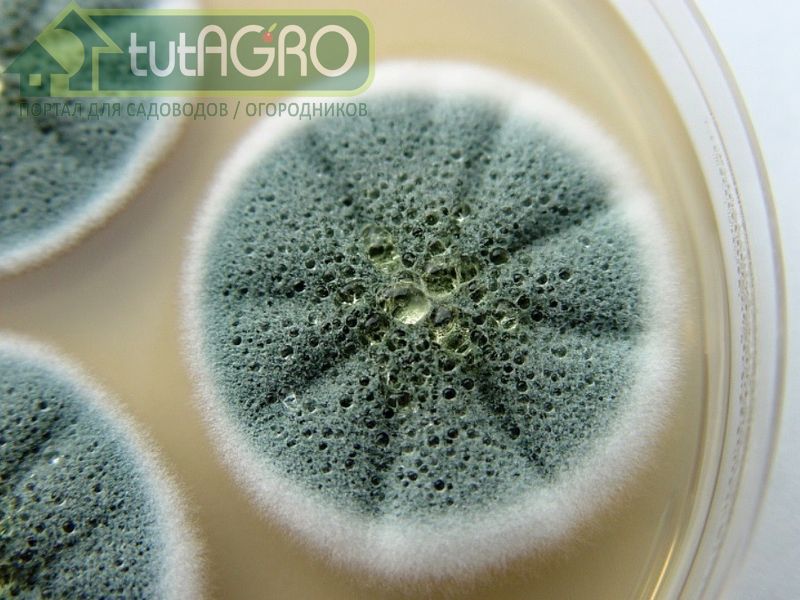 Есть ли польза от плесени?