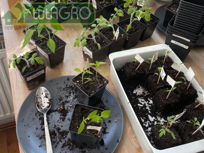 Правила разгибридизации - AGROzen